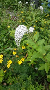 高原の花